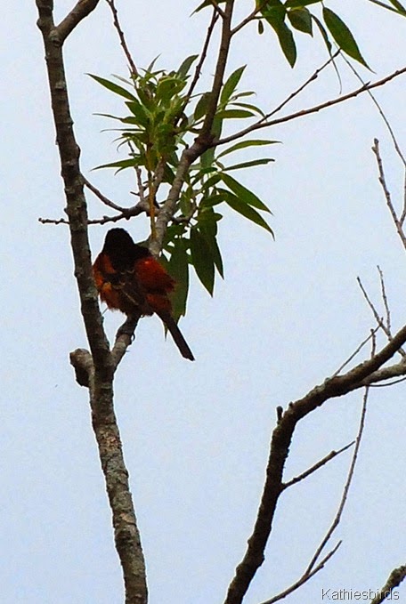 4. orchard oriole back-kab