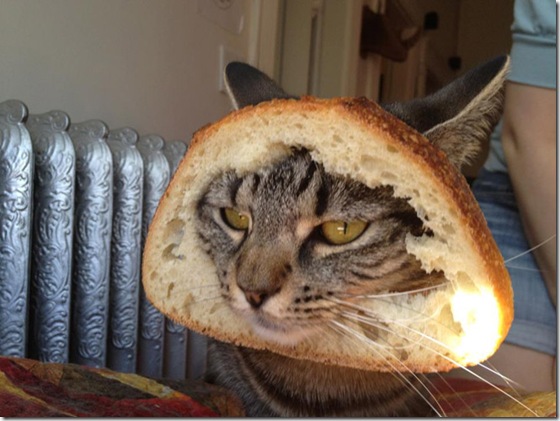 breaded-cats-6