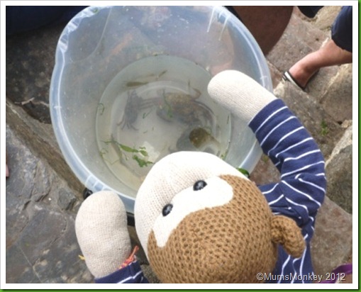 Crabbing in Brixham.