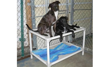 Check with your local shelter to see if they need beds, and if they are signed up for this program.