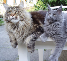 willyoggalore.jpg