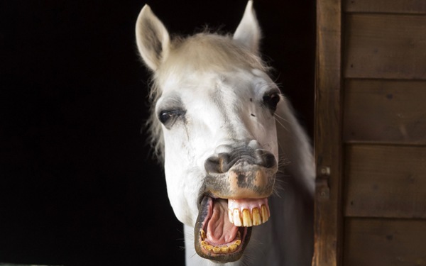 [Horse-Smile-Funny%255B2%255D.jpg]