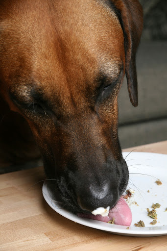 Recipes in Lucy's book have been thoroughly taste tested by a team of seasoned experts...