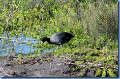 6057 Texas, South Padre Island - Birding and Nature Center - American Coot
