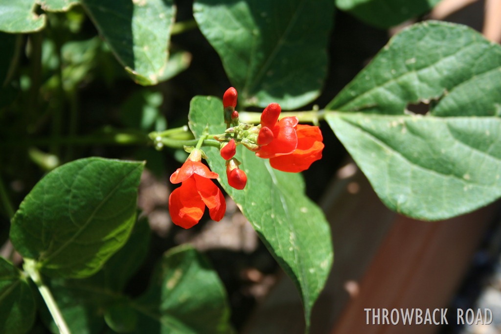 [garden%2520home%2520july%25202012%2520036%255B3%255D.jpg]