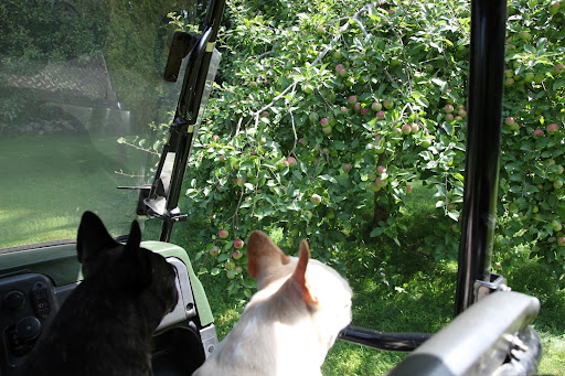 There are even more apples on the trees in the old apple orchard, Sharkey!  My, we are certainly going to have an amazing apple crop this year.  Just think of all the cider we will make!