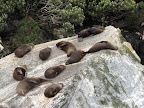 Milford Sound- seals
