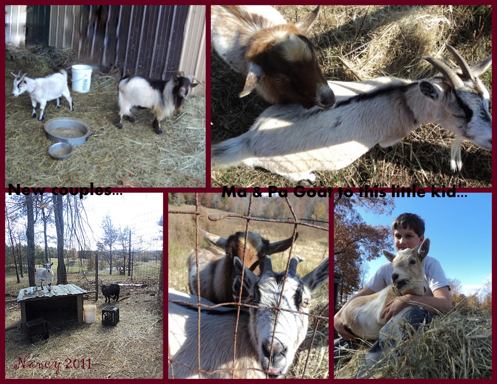 [goats4.jpg]