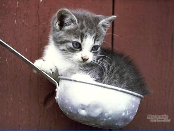 Image Dimension: 512x385 :: I am love these Cats I am love these Cats
