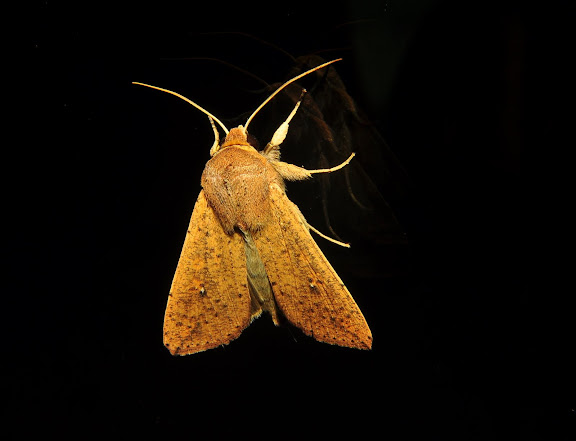 Noctuidae : Hadeninae : Mythimna formosana BUTLER, 1880. Umina Beach (NSW, Australie), 22 avril 2011. Photo : Barbara Kedzierski