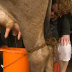 291 Day 2 Elizabeth Lockwood milking cow.jpg