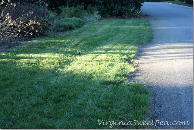 Old Driveway Old Driveway