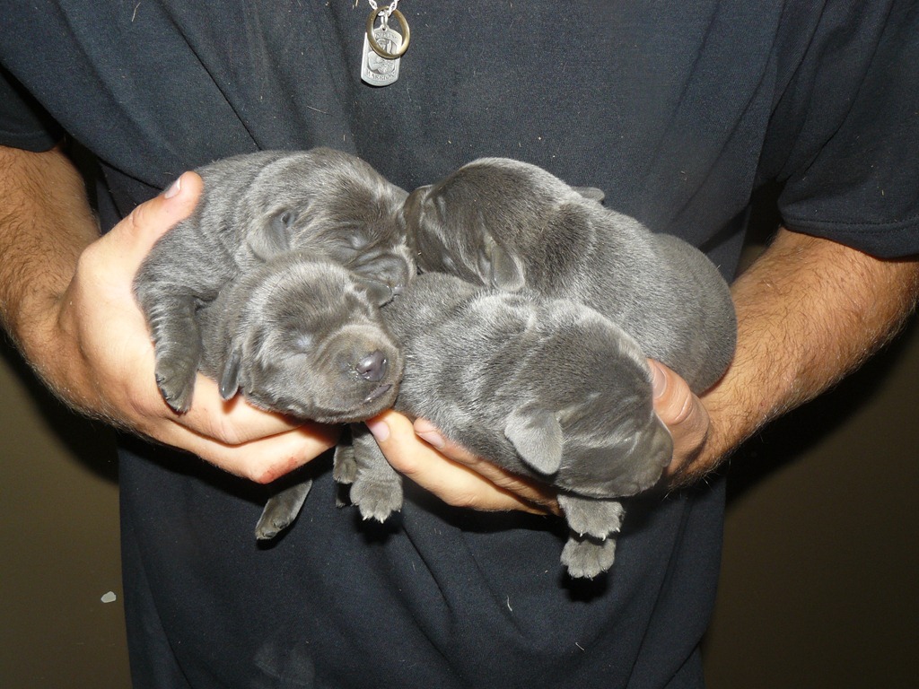 [Pups%255B3%255D.jpg]