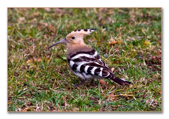 Hoopoe 1 