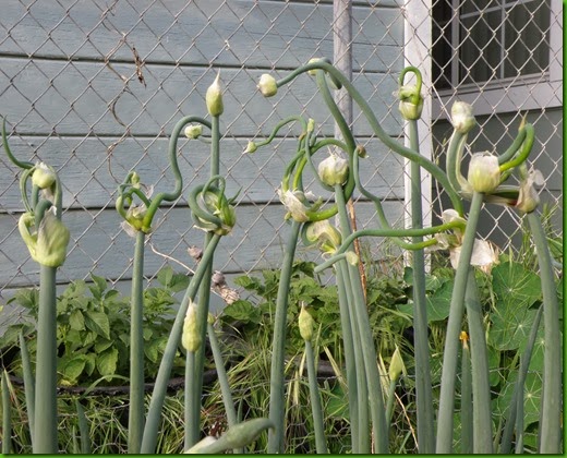 Walking Onions