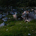 2011.08.18.-19. - Spodnje bohinjske gore