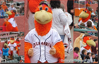 Sherman collage Sherman collage