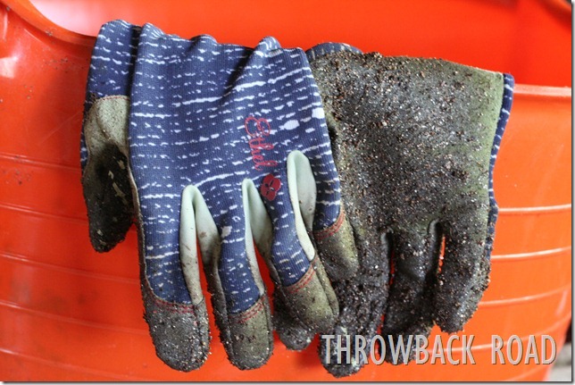 transplanting seedlings 018