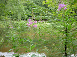 http://lh4.ggpht.com/-6gbSiwDtvwA/TiSYO83MTlI/AAAAAAAABSU/pxKalGkpQHw/P1000694.JPG