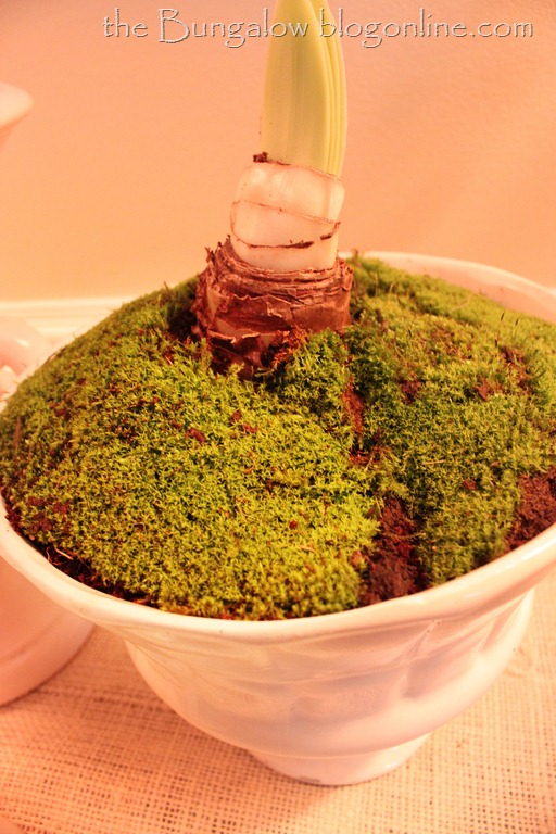 [moss2011_11_20_297314.jpg]