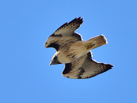 DSC_7402.jpg