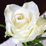 DSC00342.jpg