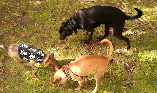 Daisy was there to welcome Guppy and Minnow when they arrived.