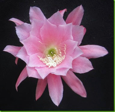 Epi CASHMERE PINK Epi CASHMERE PINK