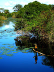 Anhinga