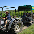 Orchard Train Yarra Valley.jpg Orchard Train Yarra Valley.jpg