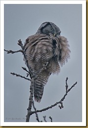 Northern Hawk Owl - fluff  ROT_2439