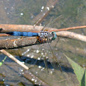 Blue Dasher