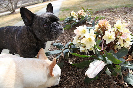 Have I confused you, Sharkey?  All you really need to know is that Martha loves her hellebores!