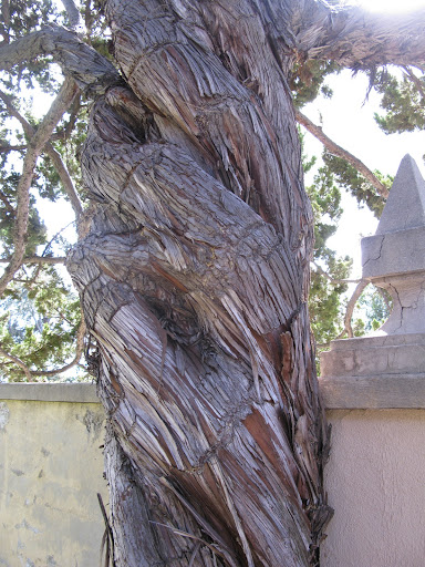 I was struck by the trunk of this tree and how it replicates rope.