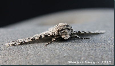 peppered-moth-face