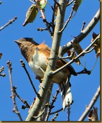 Eastern Towhee - female