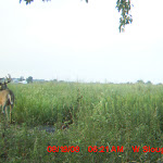 nichols deer 006.JPG