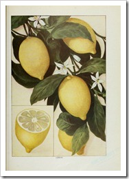 lemon7