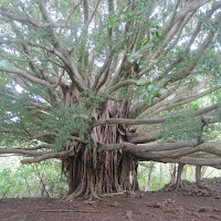 Trip to Hana