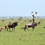Gnus mit Nachwuchs in der Massai Mara © Foto: Marco Penzel | Outback Africa Erlebnisreisen