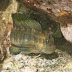 Zebra Blenny - Photo (c) DavidR.808, some rights reserved (CC BY-NC-SA)