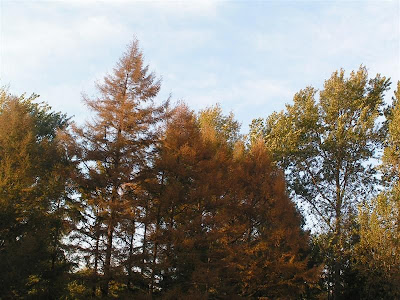 Jida south lake campus in autumn