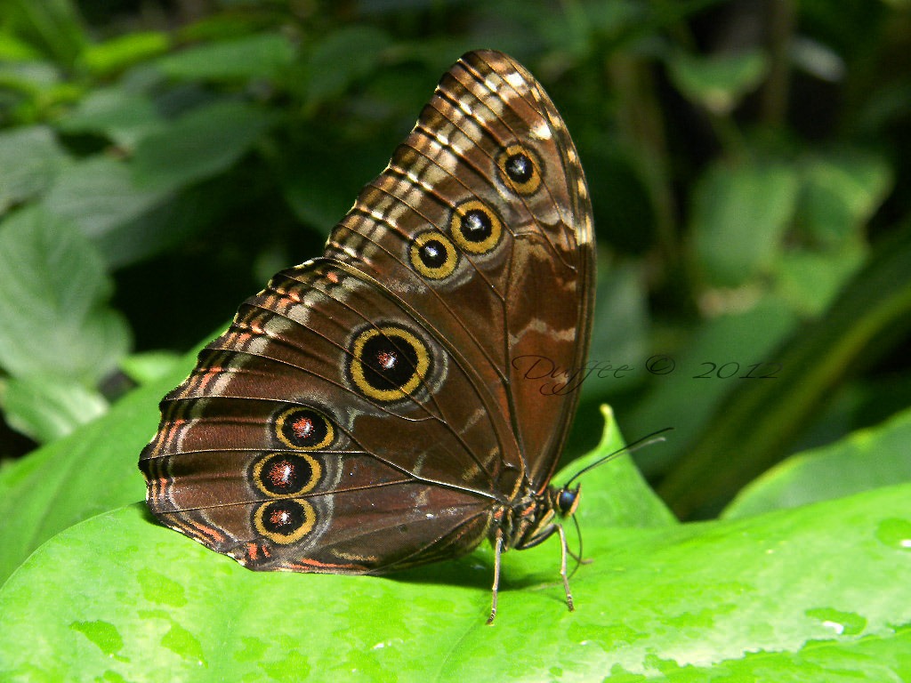 [Butterfly%2520Beauty%255B3%255D.jpg]