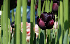 Ventnor Botanic Gardens