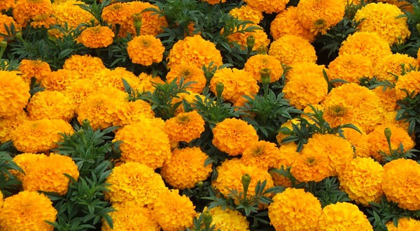 [marigolds-mass-planting4.jpg]