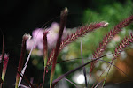 DSC_8537.jpg
