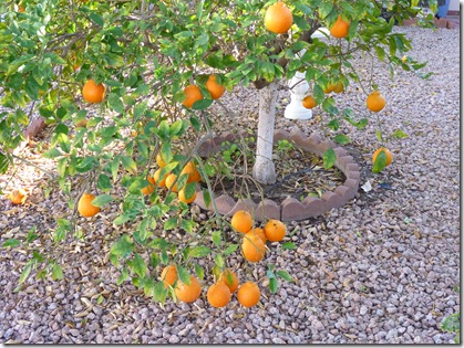 Oranges are getting ripe.