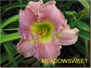 MEADOWSWEET_f MEADOWSWEET_f