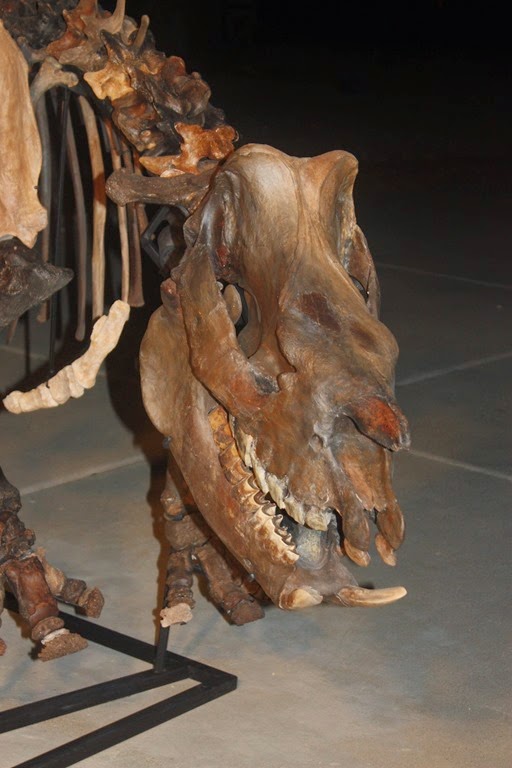 [Andy%2527s%2520fossil%2520pics%2520190%255B3%255D.jpg]