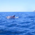 Bottlenose dolphin